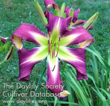 Daylily Bow Ties are Cool